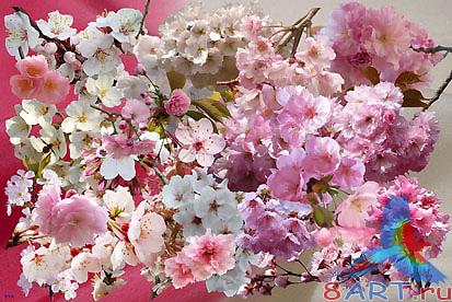 PSD ��������� - ������ ������