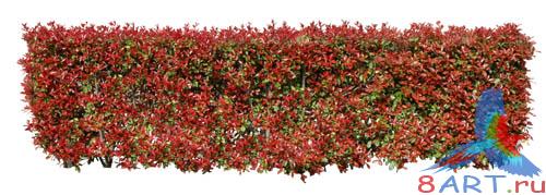 PSD Templates -  Bushes and Plants