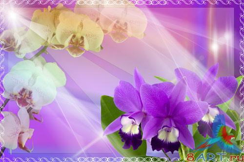 PSD �������� - ��������� ���