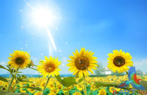 PSD - Sunflowers Field Template