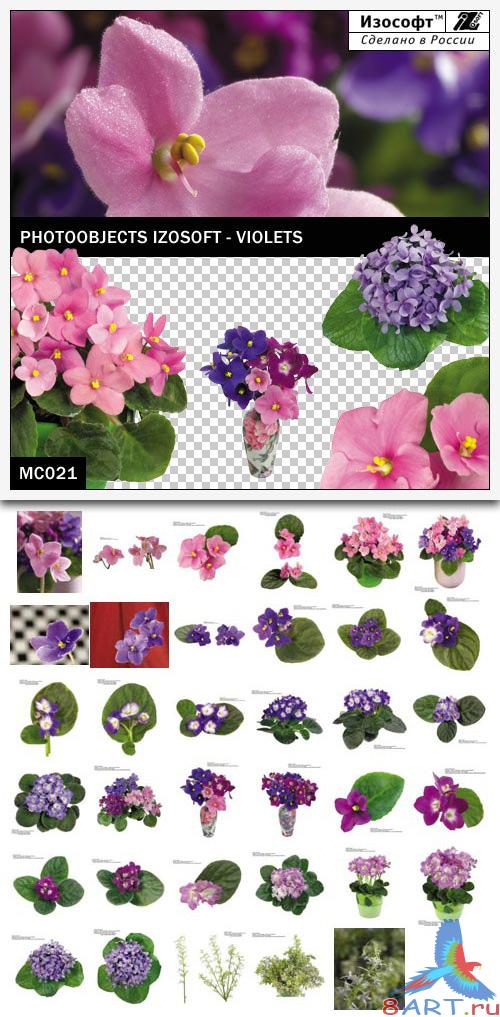 Izosoft - Violets (MC021)