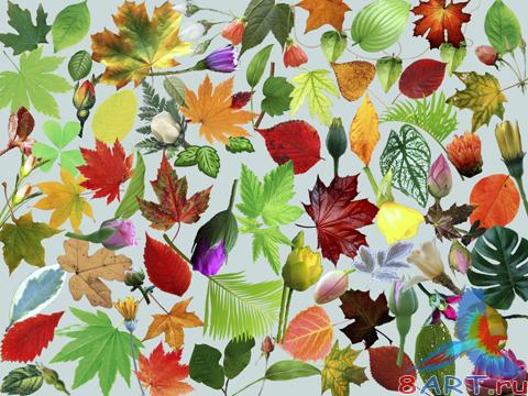 Клипарт листочки равно бутоны Клипарт листочки равно бутоны