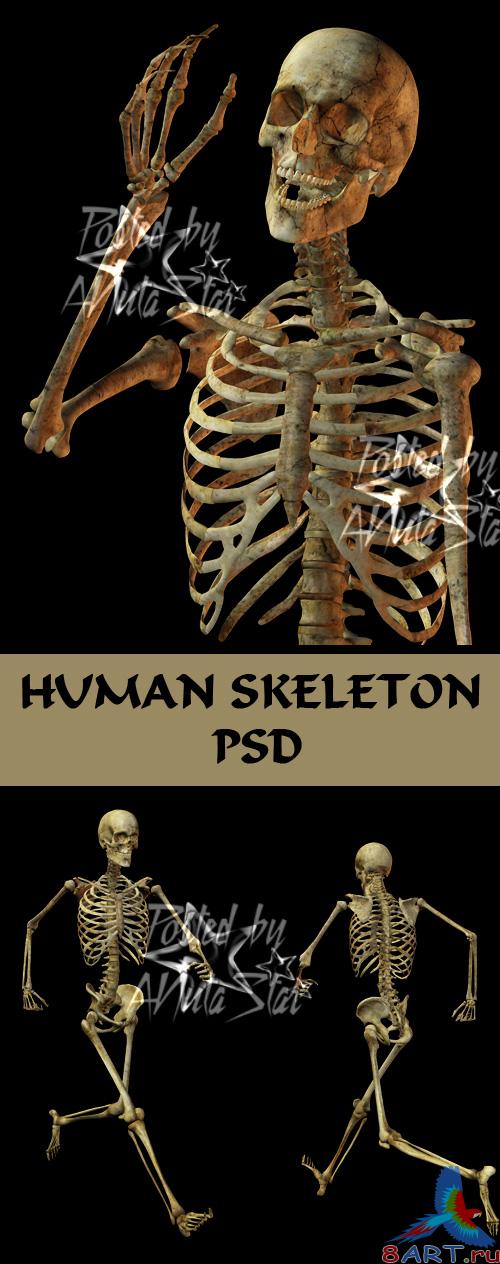 Human Skeleton PSD  ���� ��������