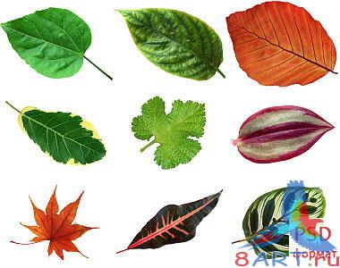 ������ - �������� � ������� ������� PSD