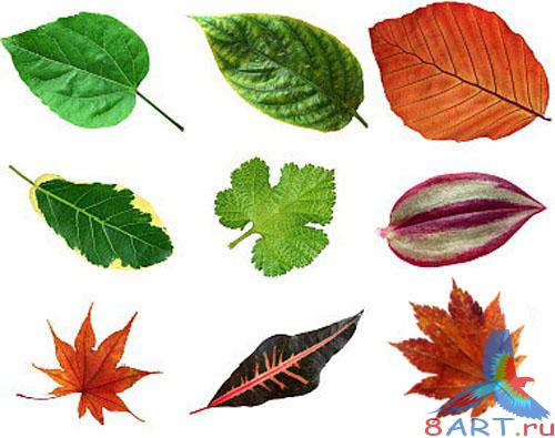 ������ - �������� � ������� PSD