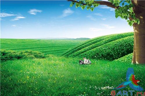 PSD - Green Tea Fields