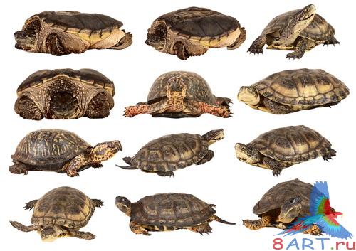 PSD - turtles and insects    