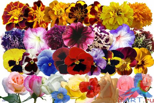 ������� ������� ���������