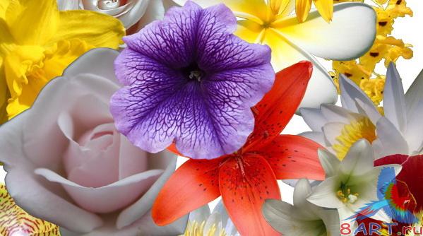 ��������� ������� - ����� �������� ���� ����