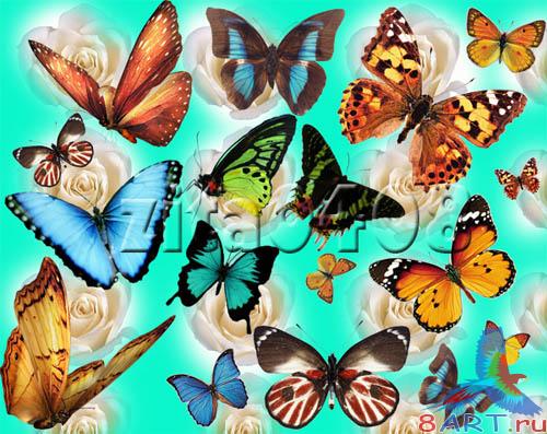 Бабочки. кусок 1. Бабочки. кусок 1.