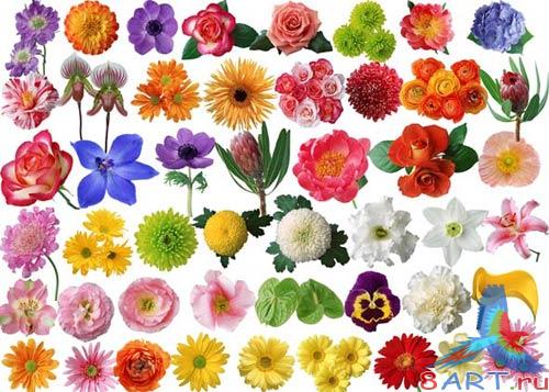 PSD ������ �����