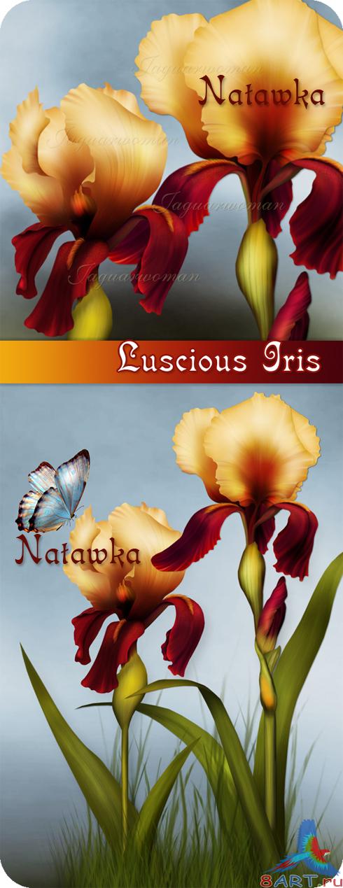 Jaguarwoman Luscious Iris I