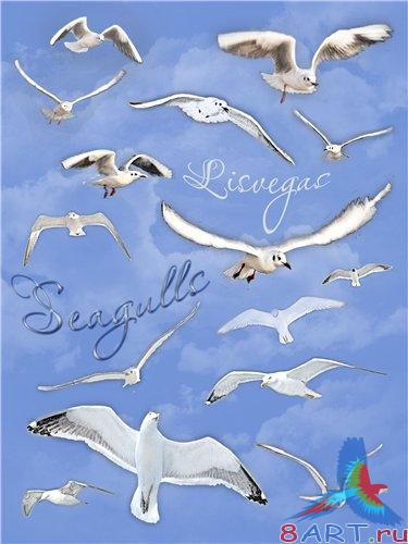 ������� ����� (Seagulls)