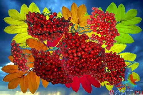 Клипарт Золото да рубины осенней рябины Клипарт Золото равно рубины осенней рябины