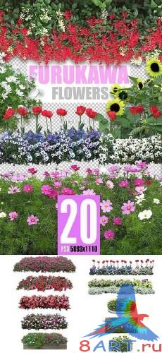 Furukawa Flowers psd