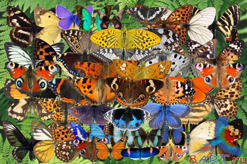 ������� ������� ����� ����������