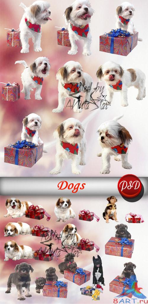 PSD - dogs and gift |    
