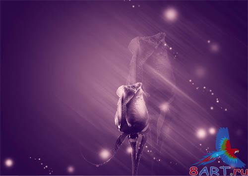 PSD - Stylish Rose Template