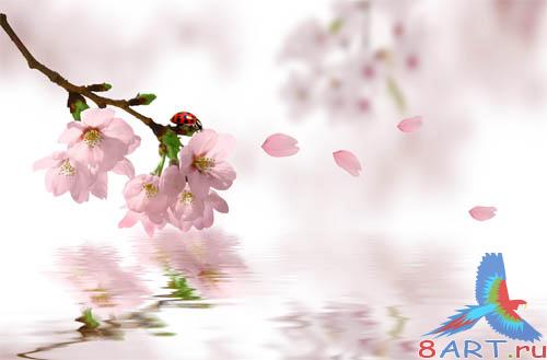 PSD - Sakura Sprig Template