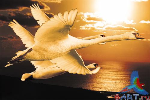 PSD - Swans at sunset