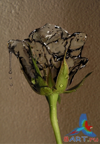 Роза из воды в фотошопе Роза из воды в фотошопе