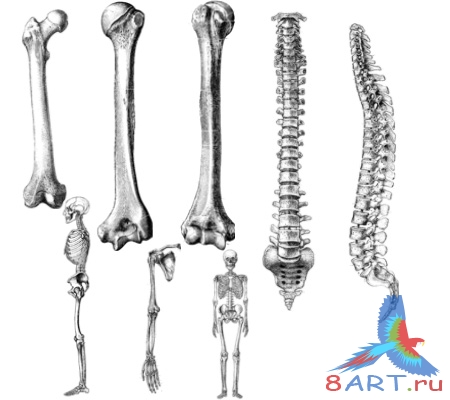 ����� ��������