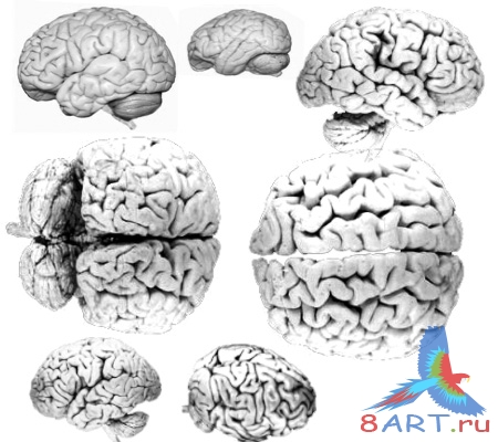 ����� �����