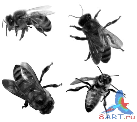 ����� �����