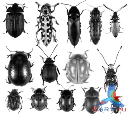 ����� ����