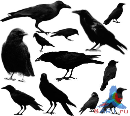 ����� ������� ����