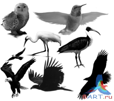 ����� ����� 5