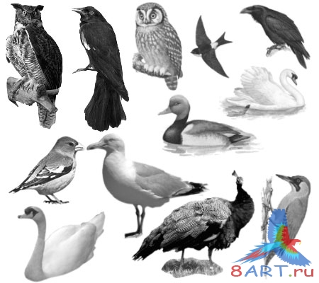 ����� ����� 6