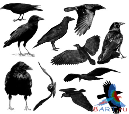 ����� ����� 7